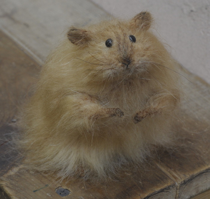 fluffy hamster