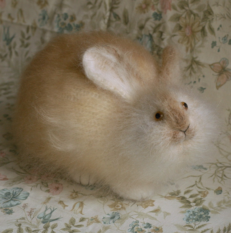 fat rabbit