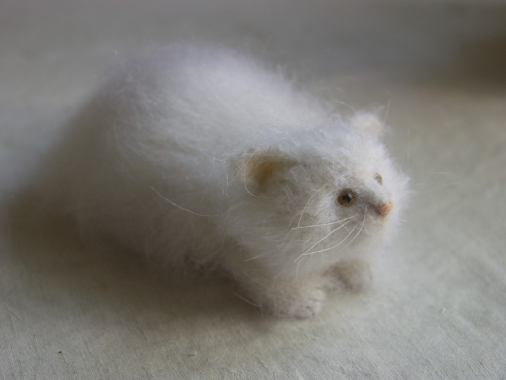 small white cat