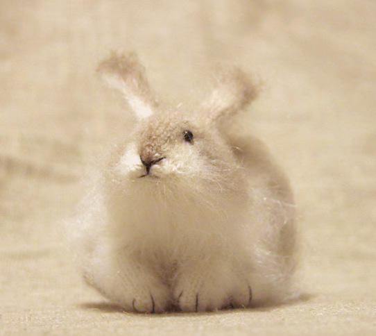 fluffy rabbit