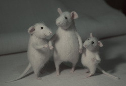 three white mice