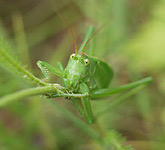 Photos of Insects