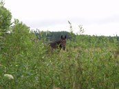 horse in the grass