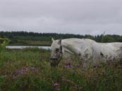 horse in the grass photo