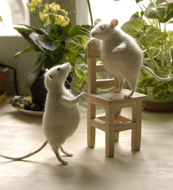 rats playing