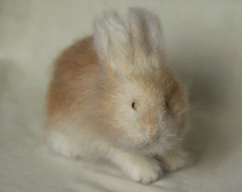 sunny rabbit