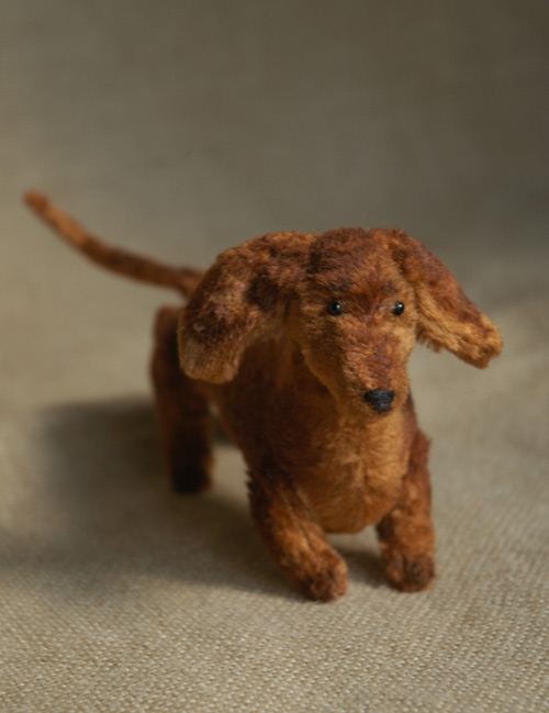 dachshund