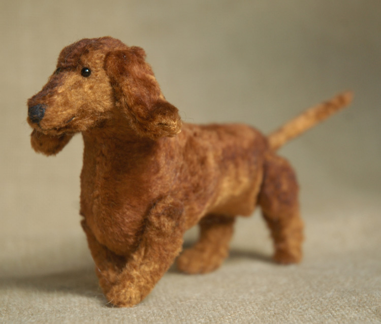 dachshund