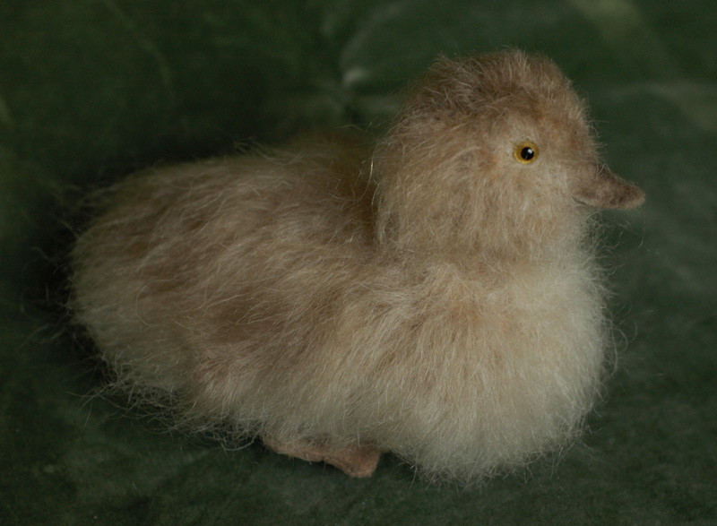 grey duckling