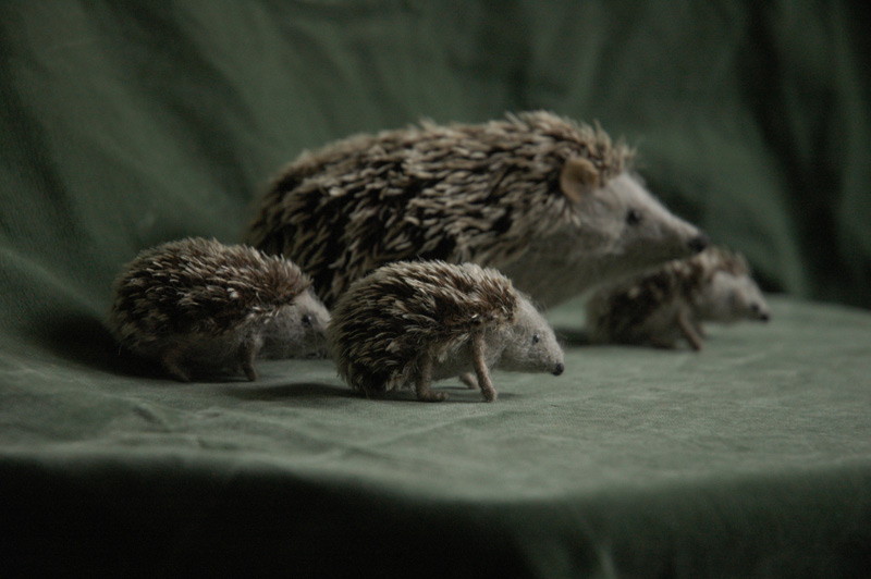 hedgehog family