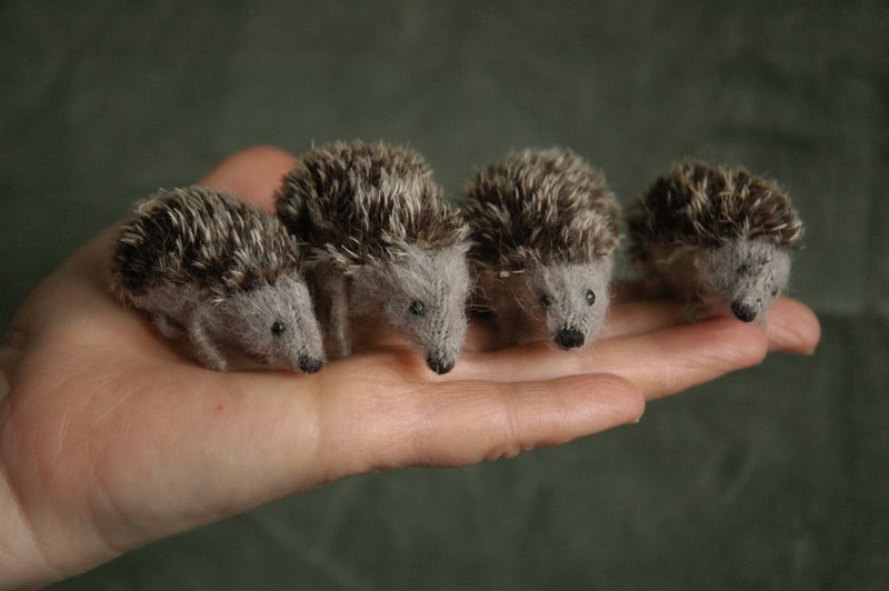 hedgehog family