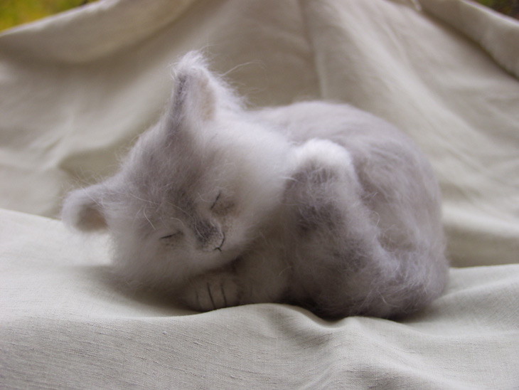 спящая кошка