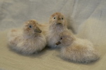 stuffed ducklings