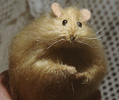stuffed hamster 