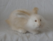 timid rabbit