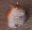 red stuffed hamster
