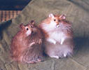 brown stuffed hamsters