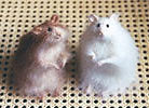 brown and white stuffed hamsters