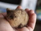 small needle felted cat