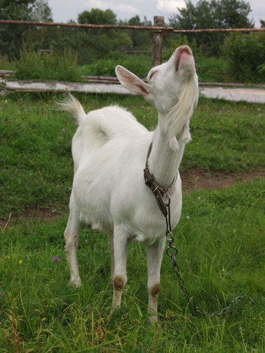 howling goat