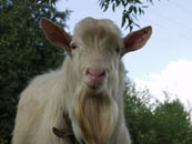 billy-goat