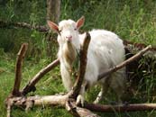 billy-goat