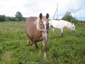 cart-horse running