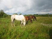 horses grazing