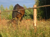 grazing horse