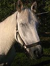 horse dozing in the sun