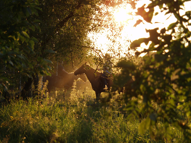 horses