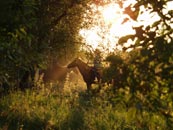 photo of horses