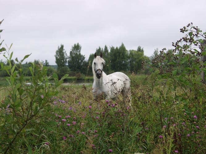 horses