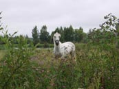 white horse photo