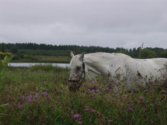 horses