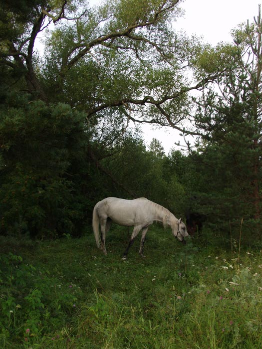 horses