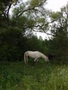 grazing horse