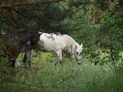 photo of horses