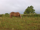 grazing horse