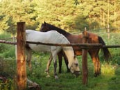 grazing horses