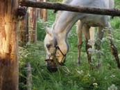 grazing horse