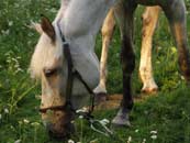 photo of a grazing horse