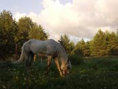 horse grazing