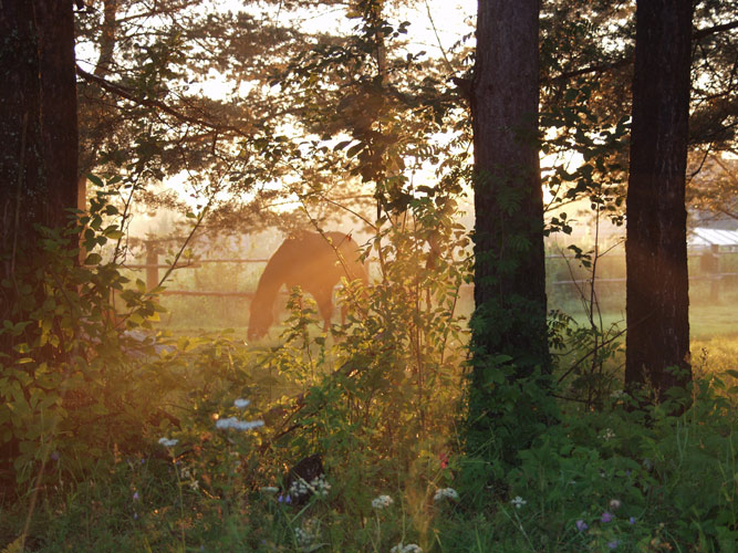 horses