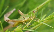 grasshopper