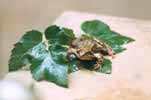 photo of a frog